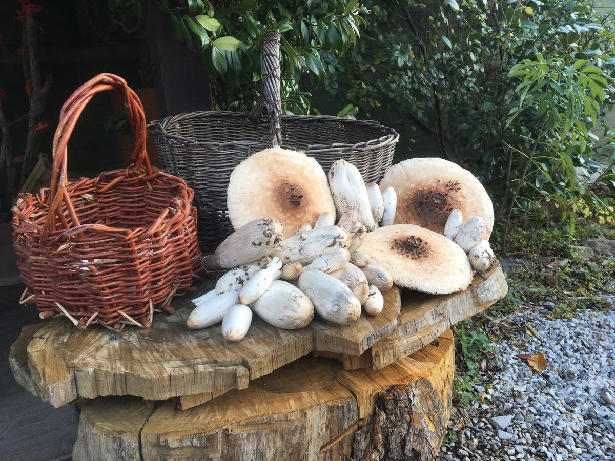 Agriturismo Il Mulino Stibiveri Ruang foto